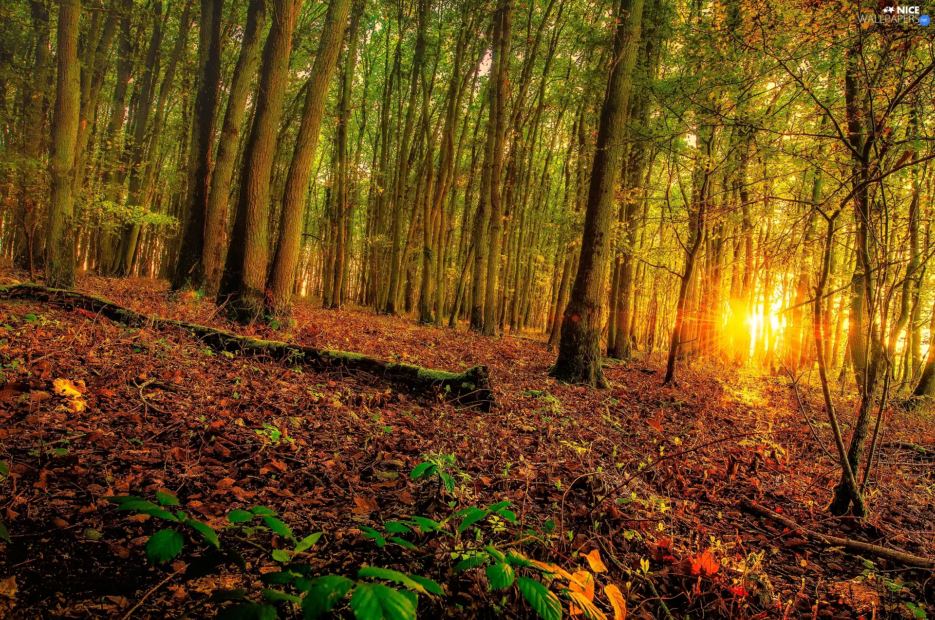 viewes, Leaf, rays of the Sun, trees, forest