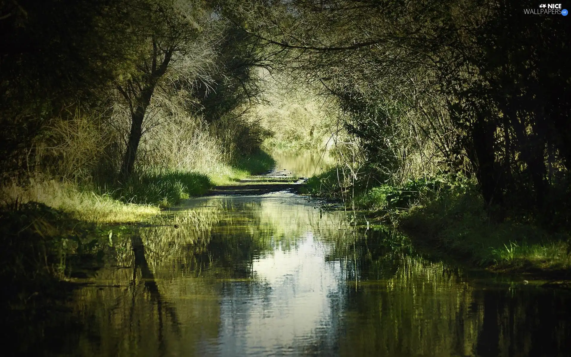 River, forest