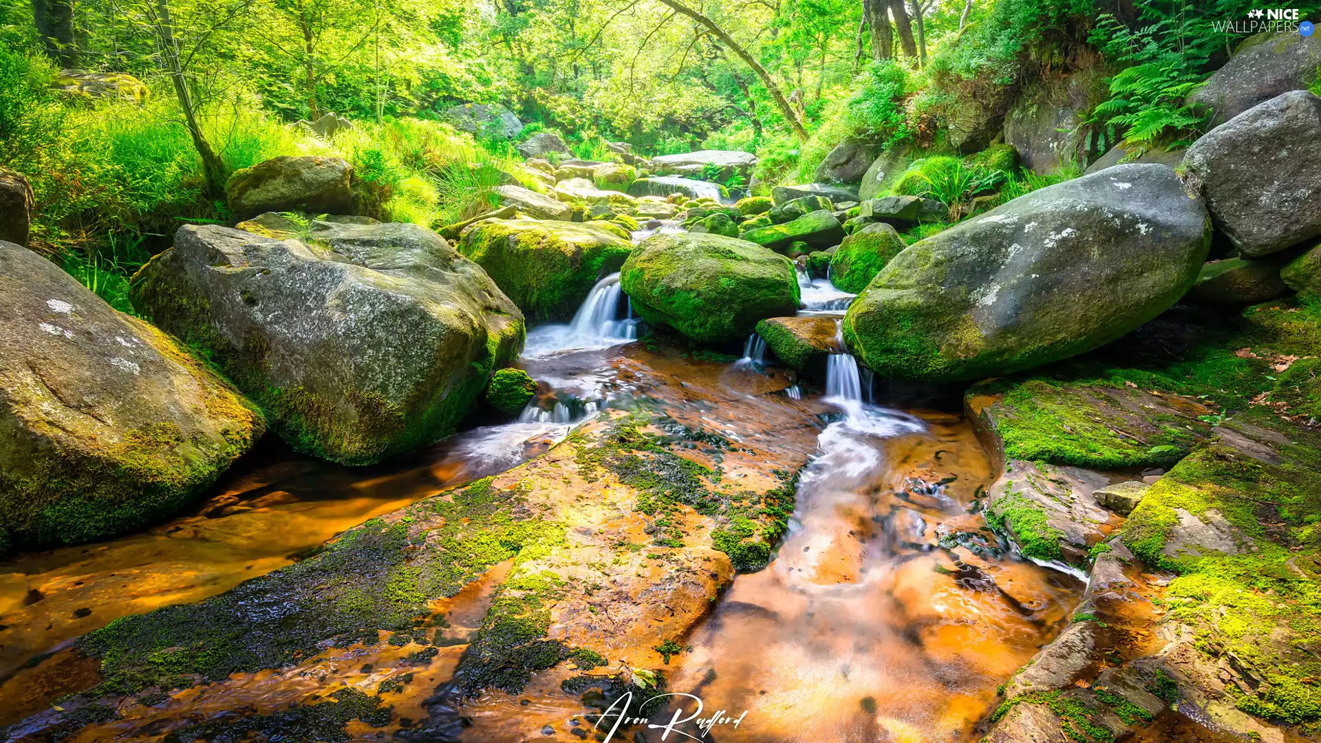 viewes, forest, River, trees, Stones