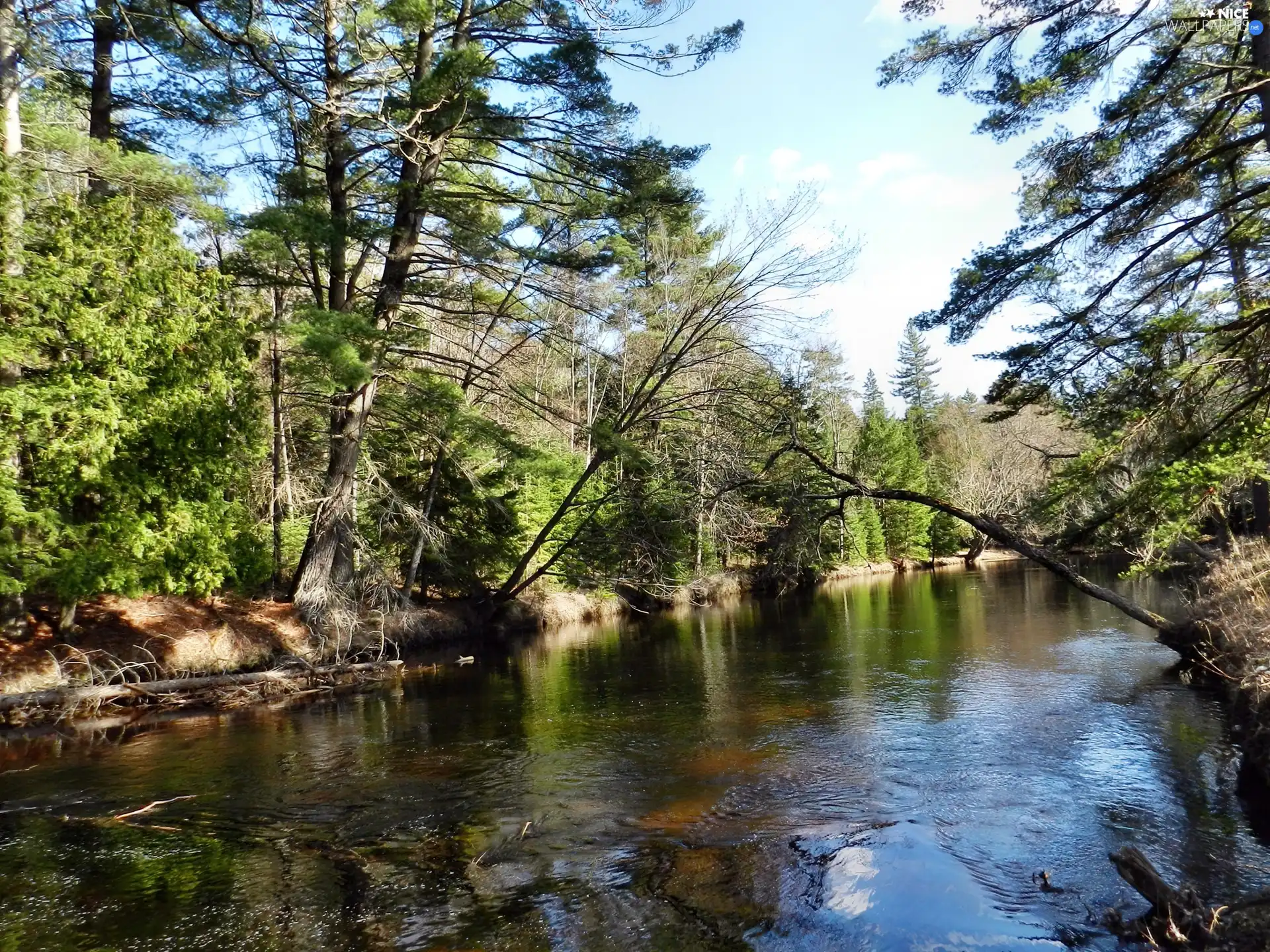 River, forest