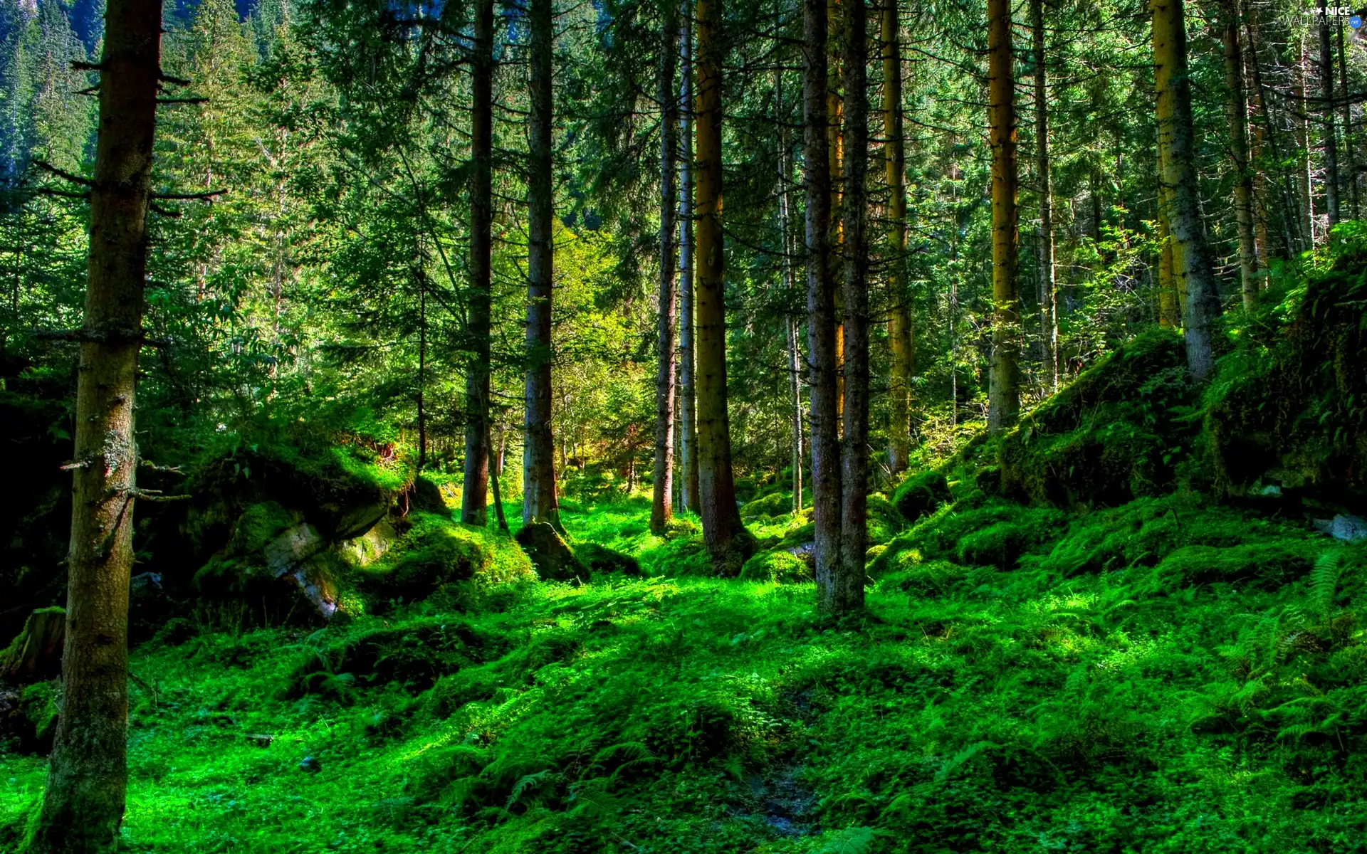 light breaking through sky, Spring, forest