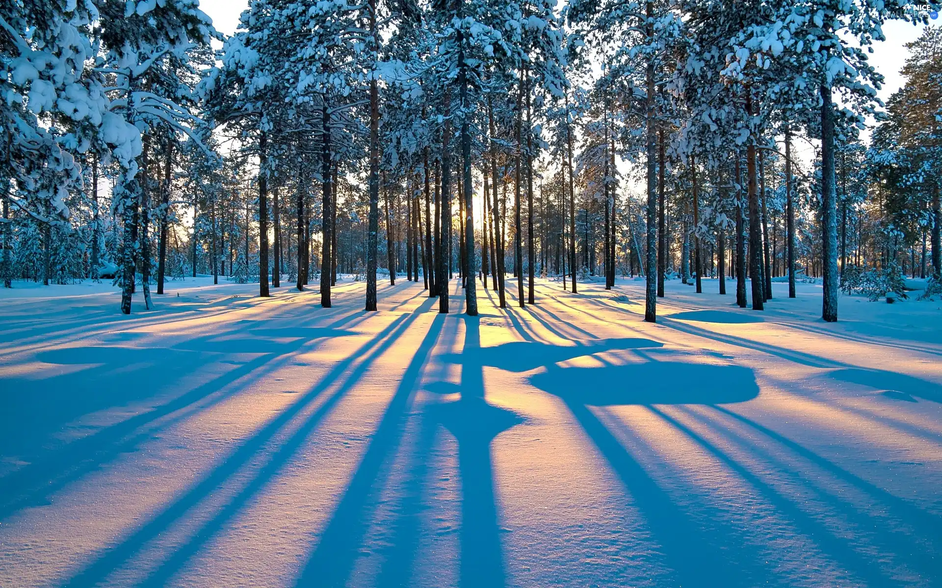 light breaking through sky, winter, forest