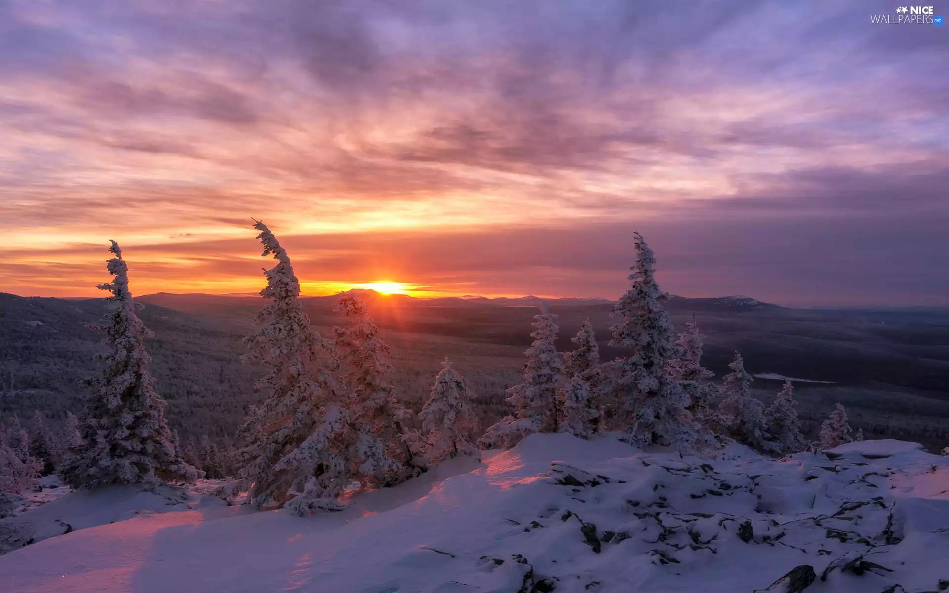 forest, Snowy, clouds, trees, Great Sunsets, snow, winter, viewes