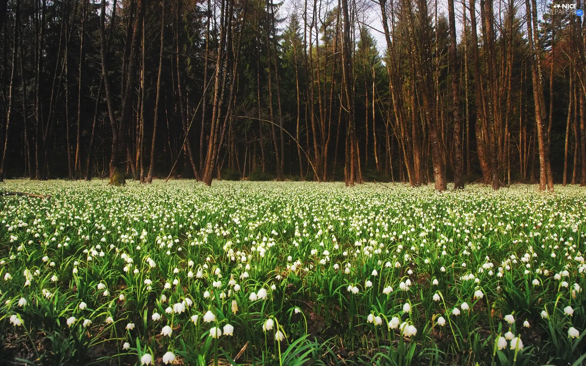 snowdrops, forest