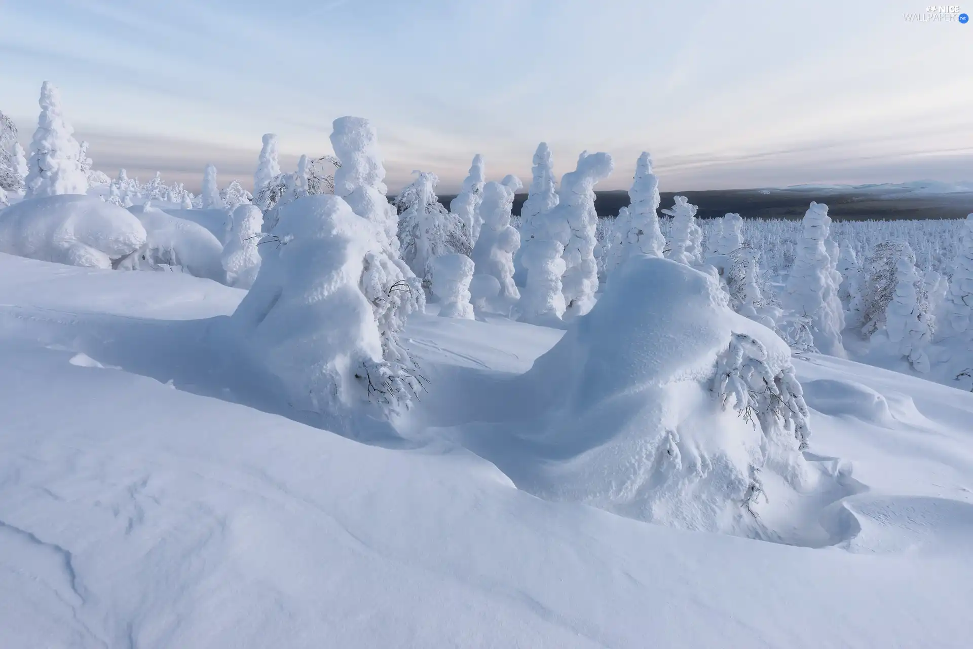 viewes, forest, snowy, trees, winter