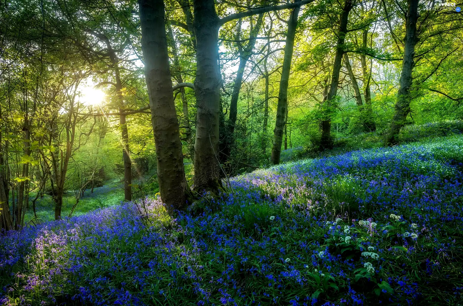 Blue, Flowers, Spring, light breaking through sky, forest