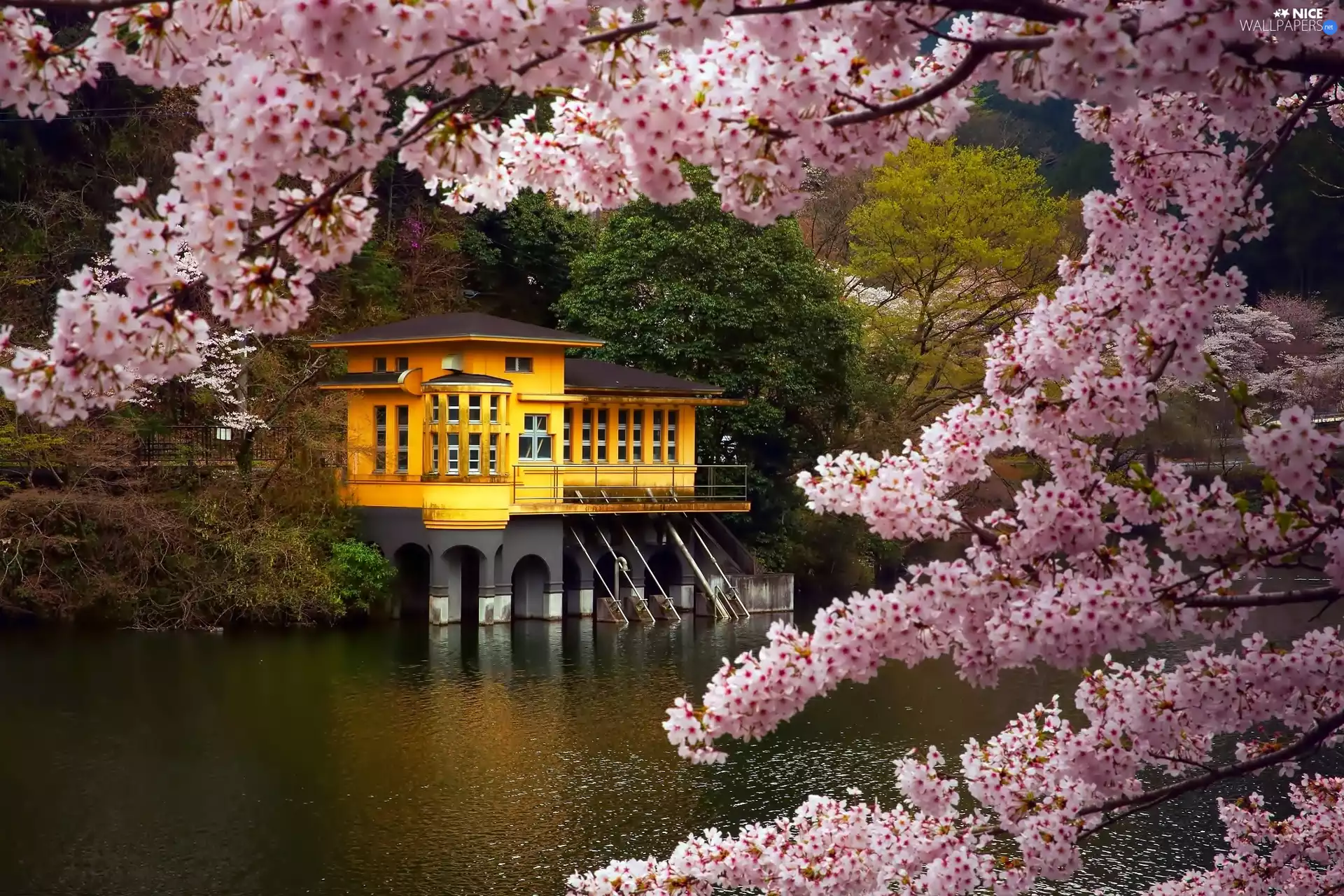 flourishing, River, Spring, forest, house, Twigs, Japan