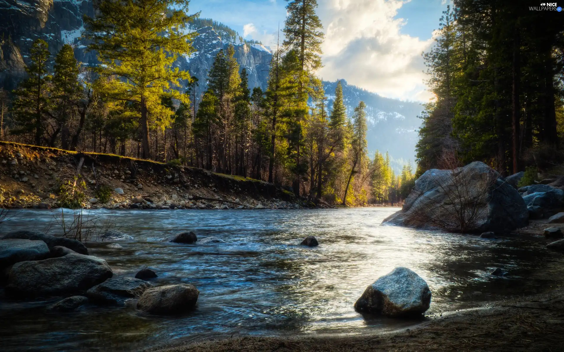 forest, River, Stones