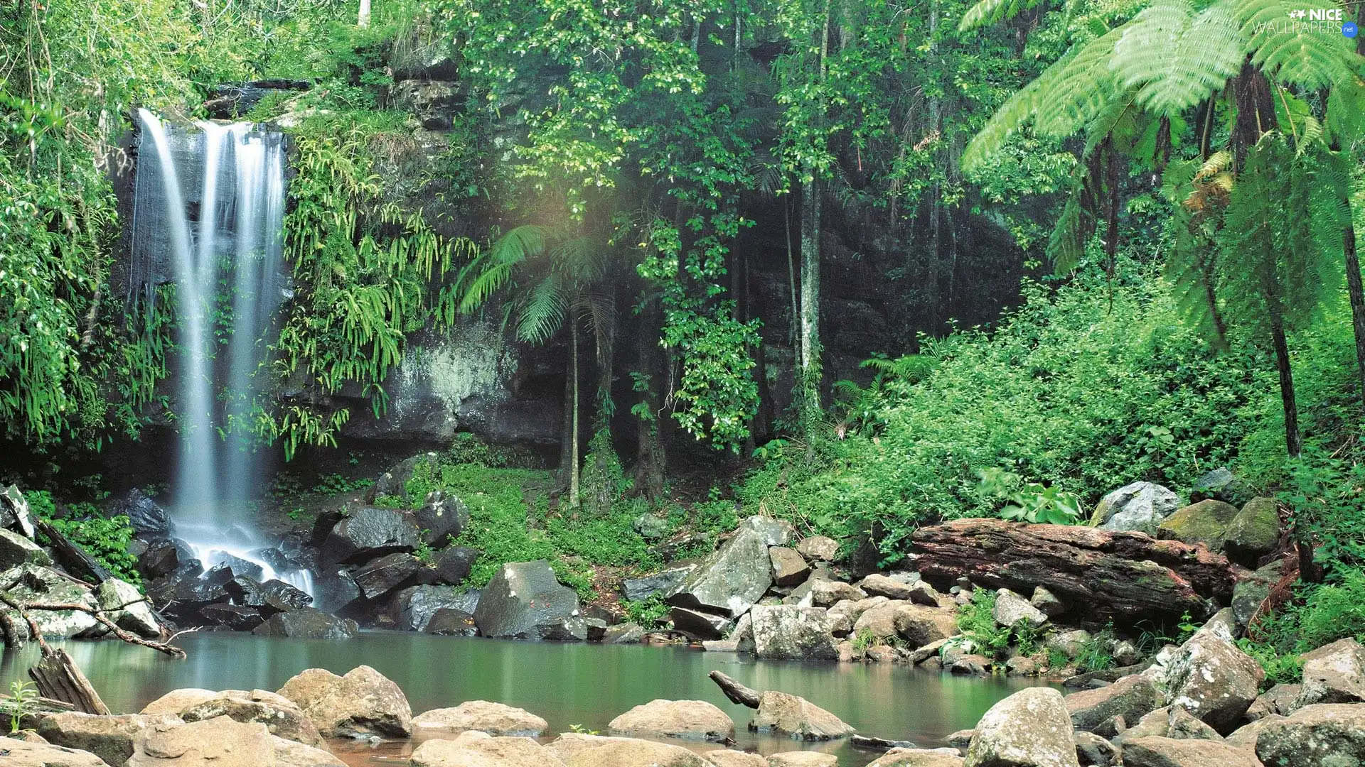 forest, waterfall, Stones