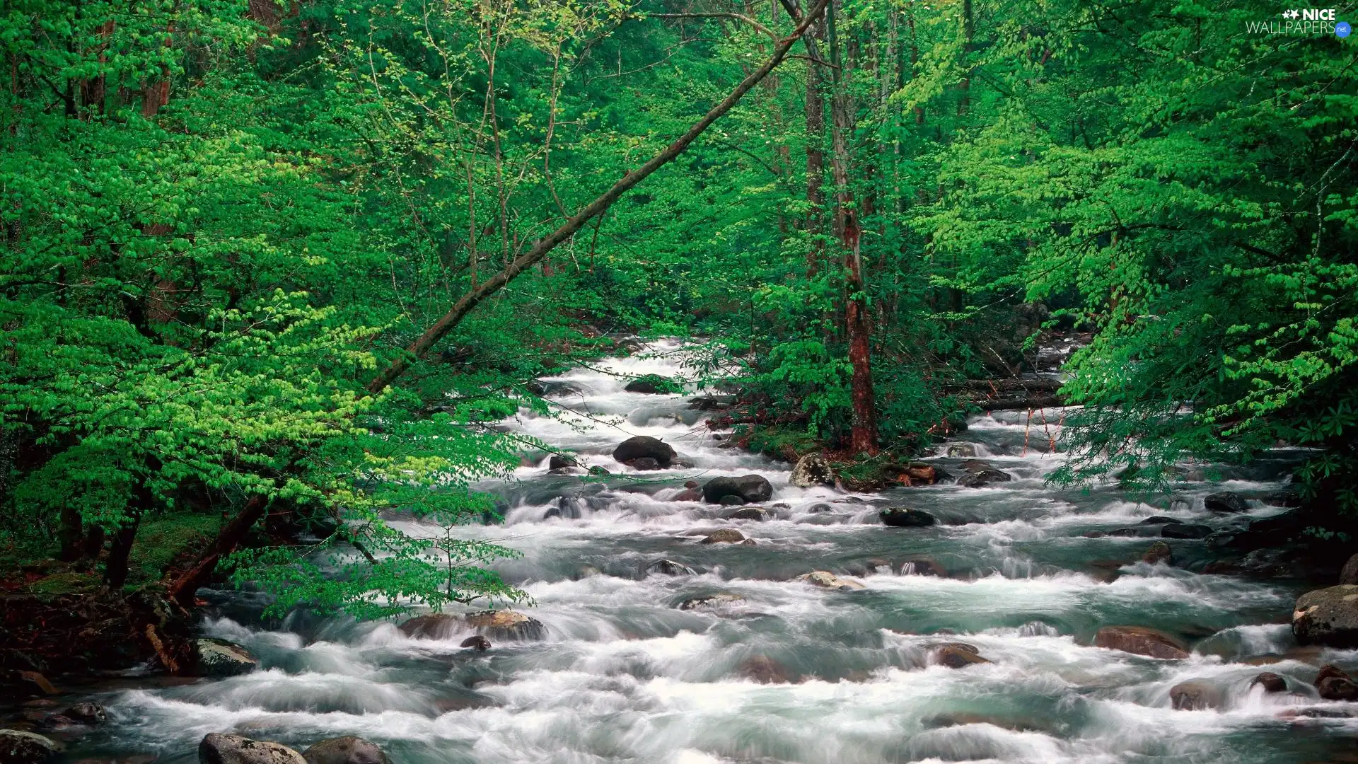 stream, forest