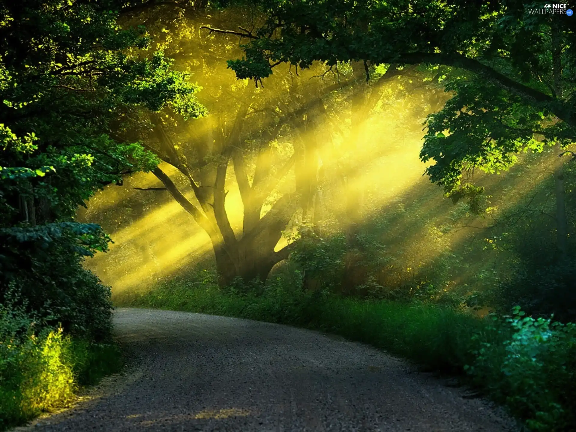 rays of the Sun, Way, forest