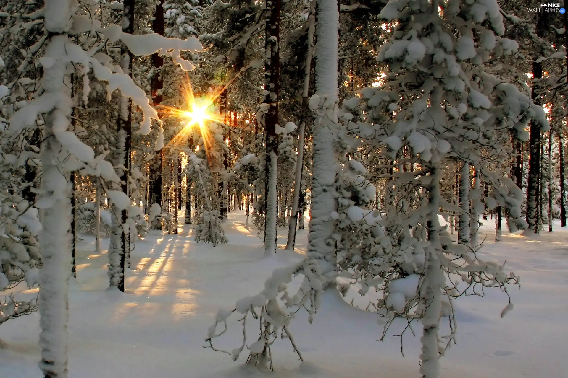 rays of the Sun, winter, forest