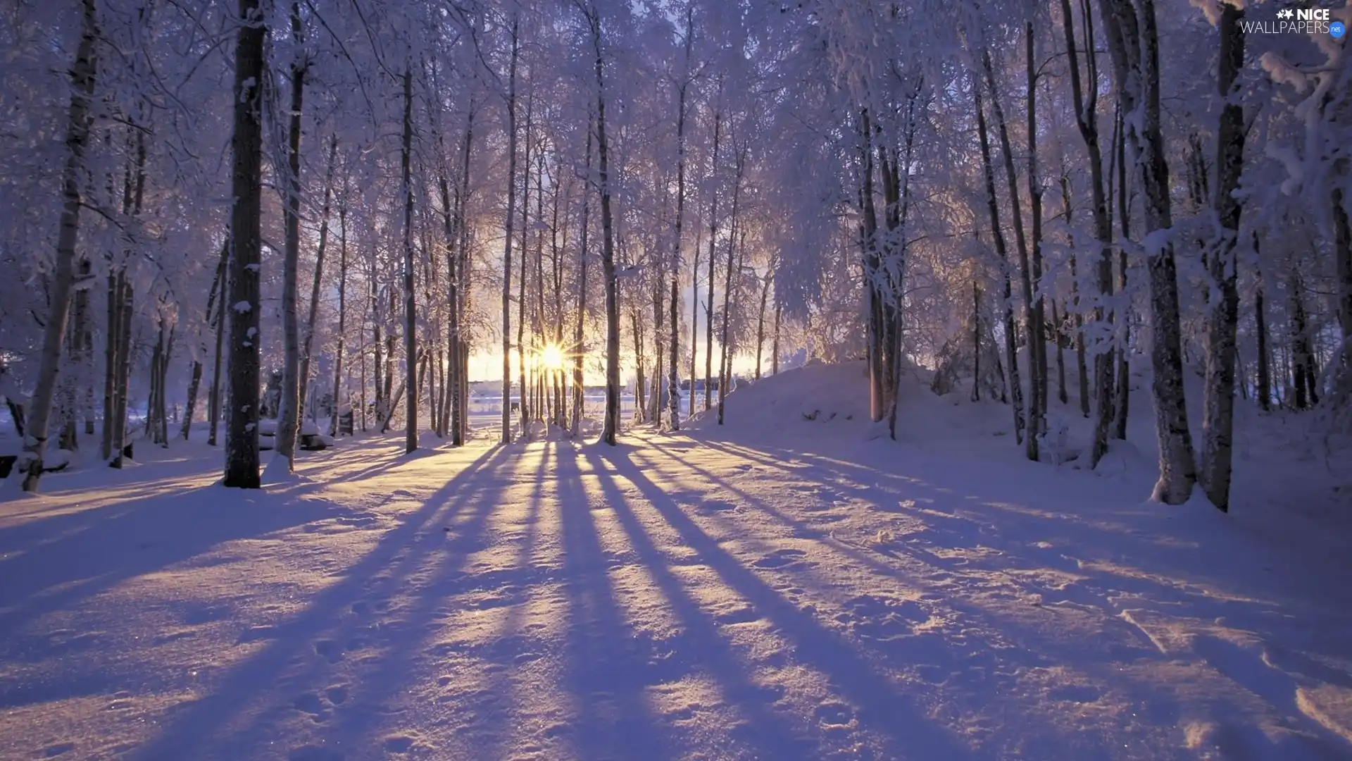 rays of the Sun, winter, forest