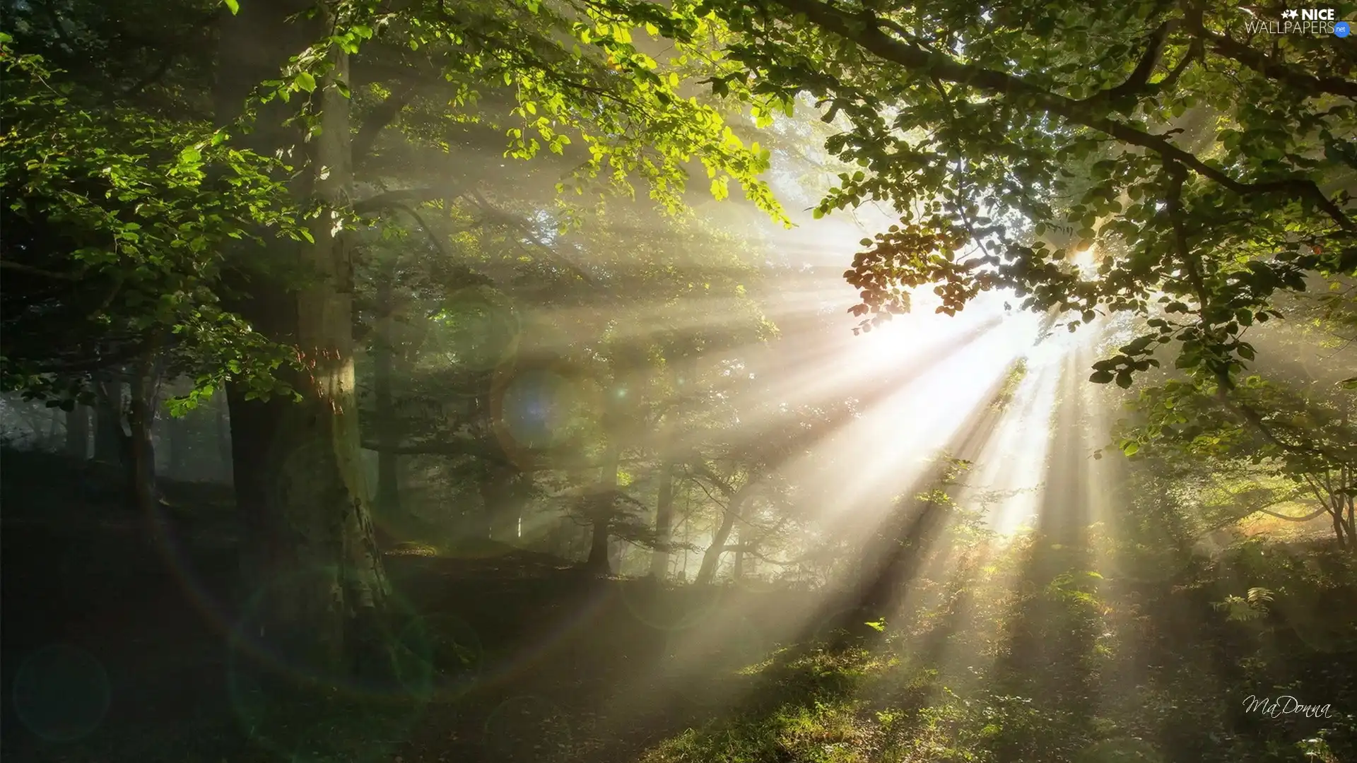 forest, rays, sun