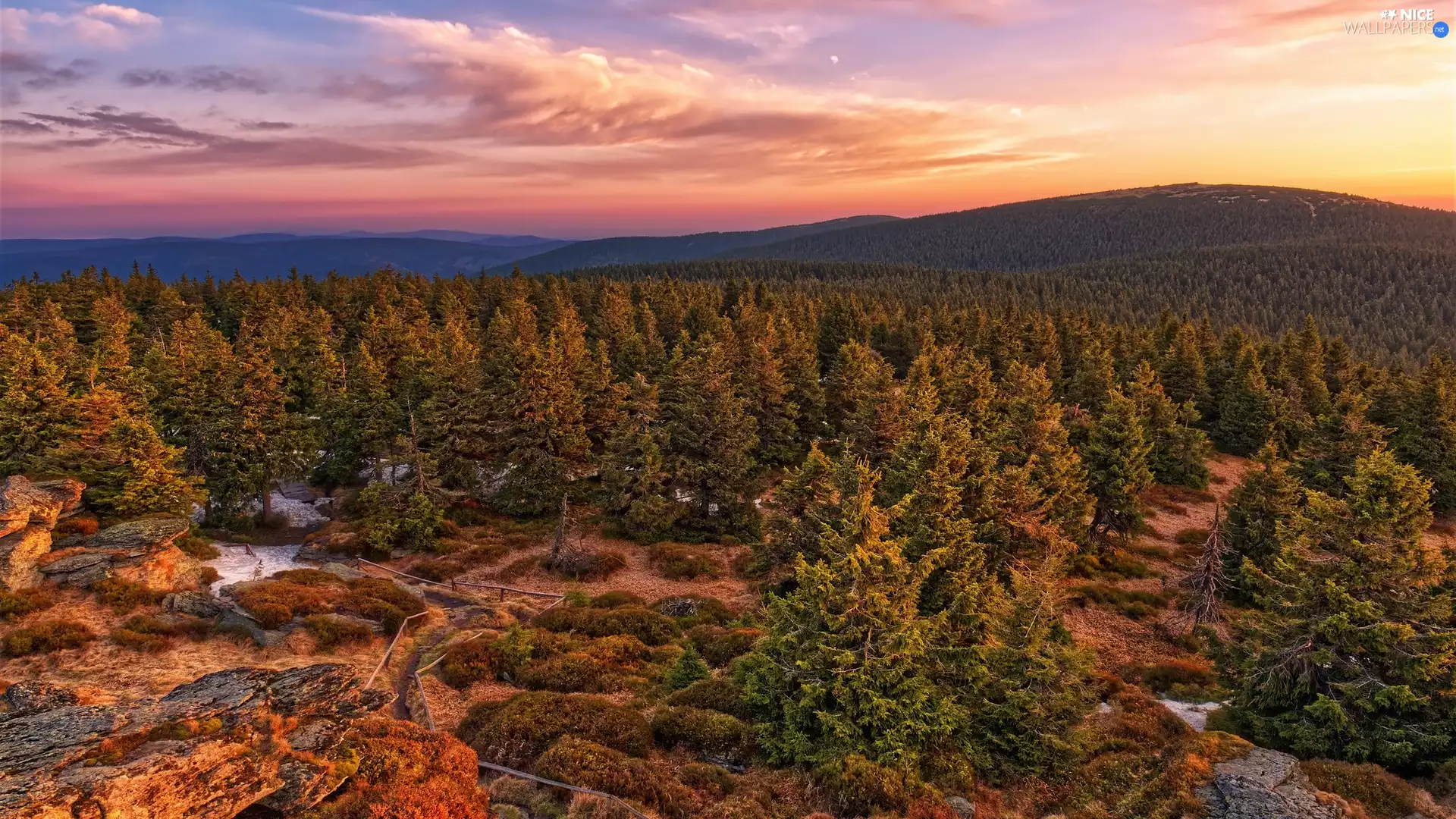 viewes, forest, Sunrise, trees, Mountains
