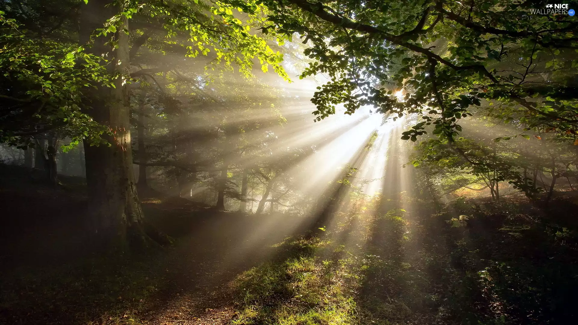 light breaking through sky, sun, trees, viewes, forest