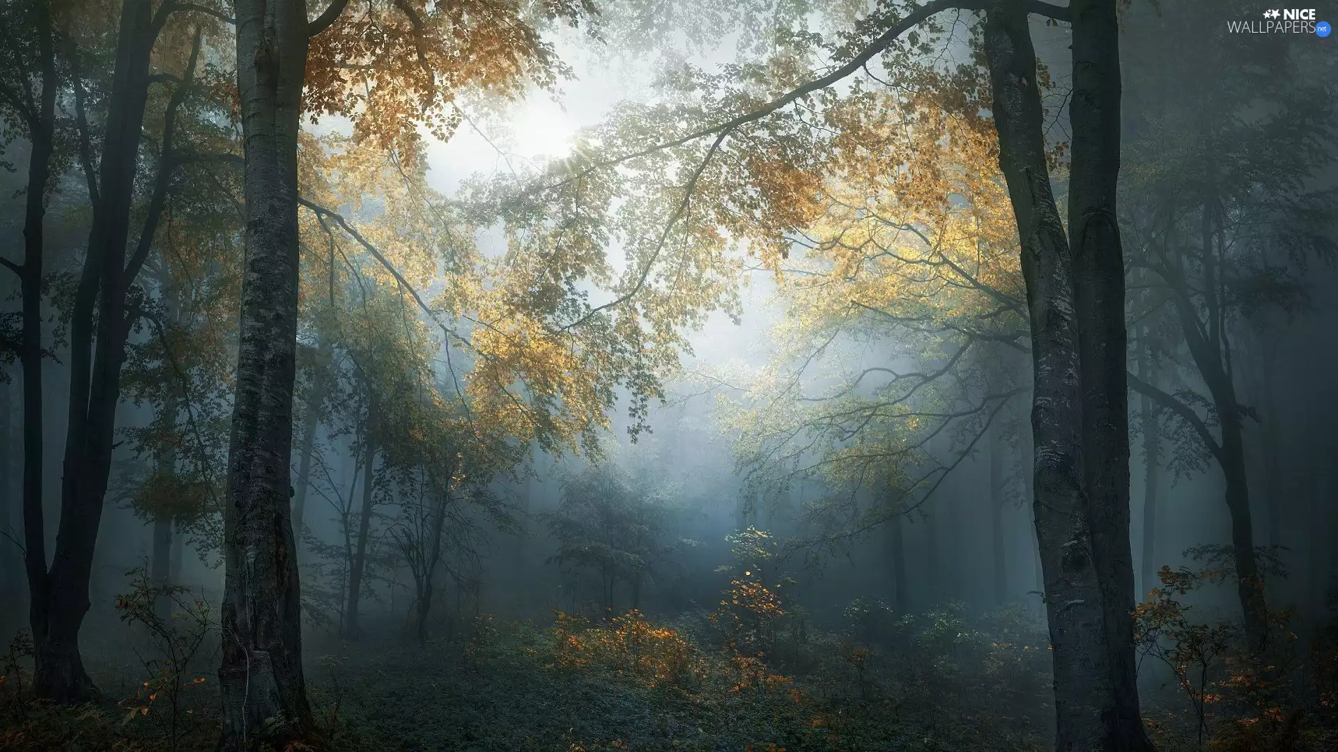 forest, trees, Fog, VEGETATION, light breaking through sky, viewes