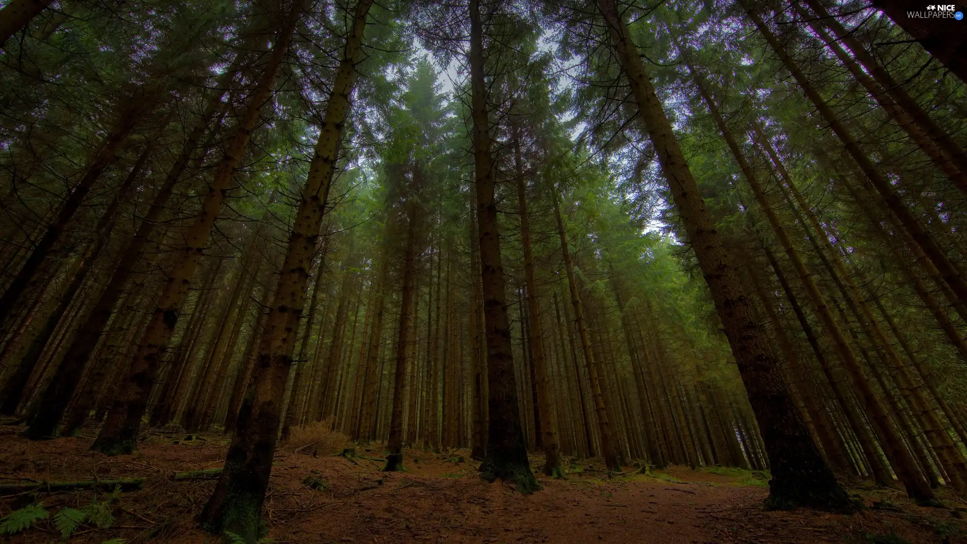 trees, high, forest, viewes