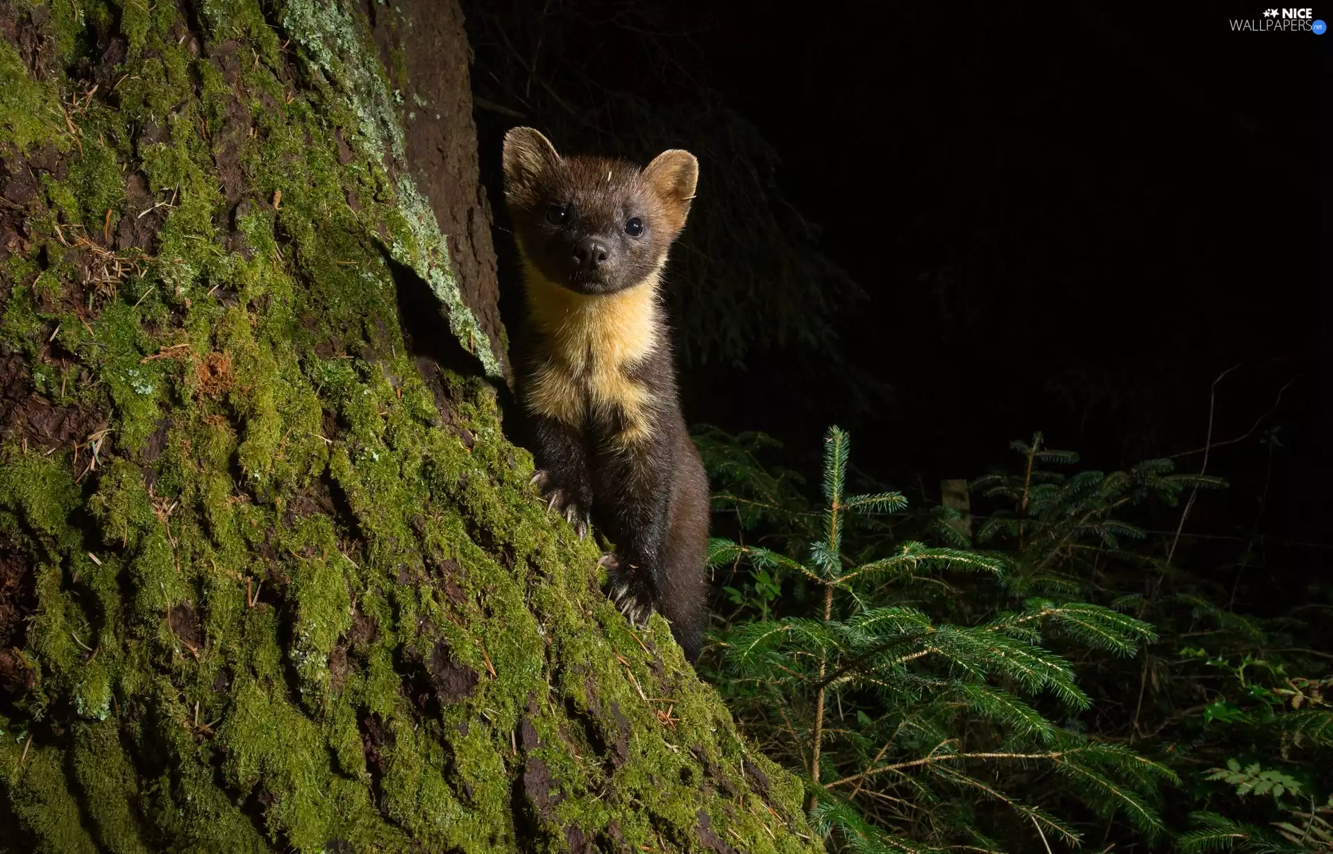 forest, marten, trees