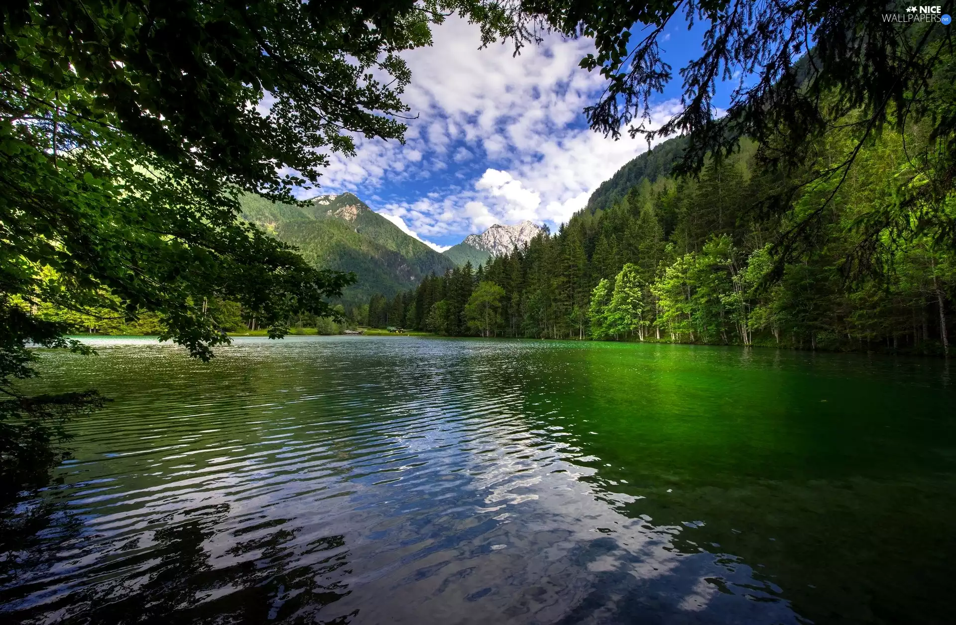 forest, The Hills, viewes, lake, Mountains, trees, branch pics