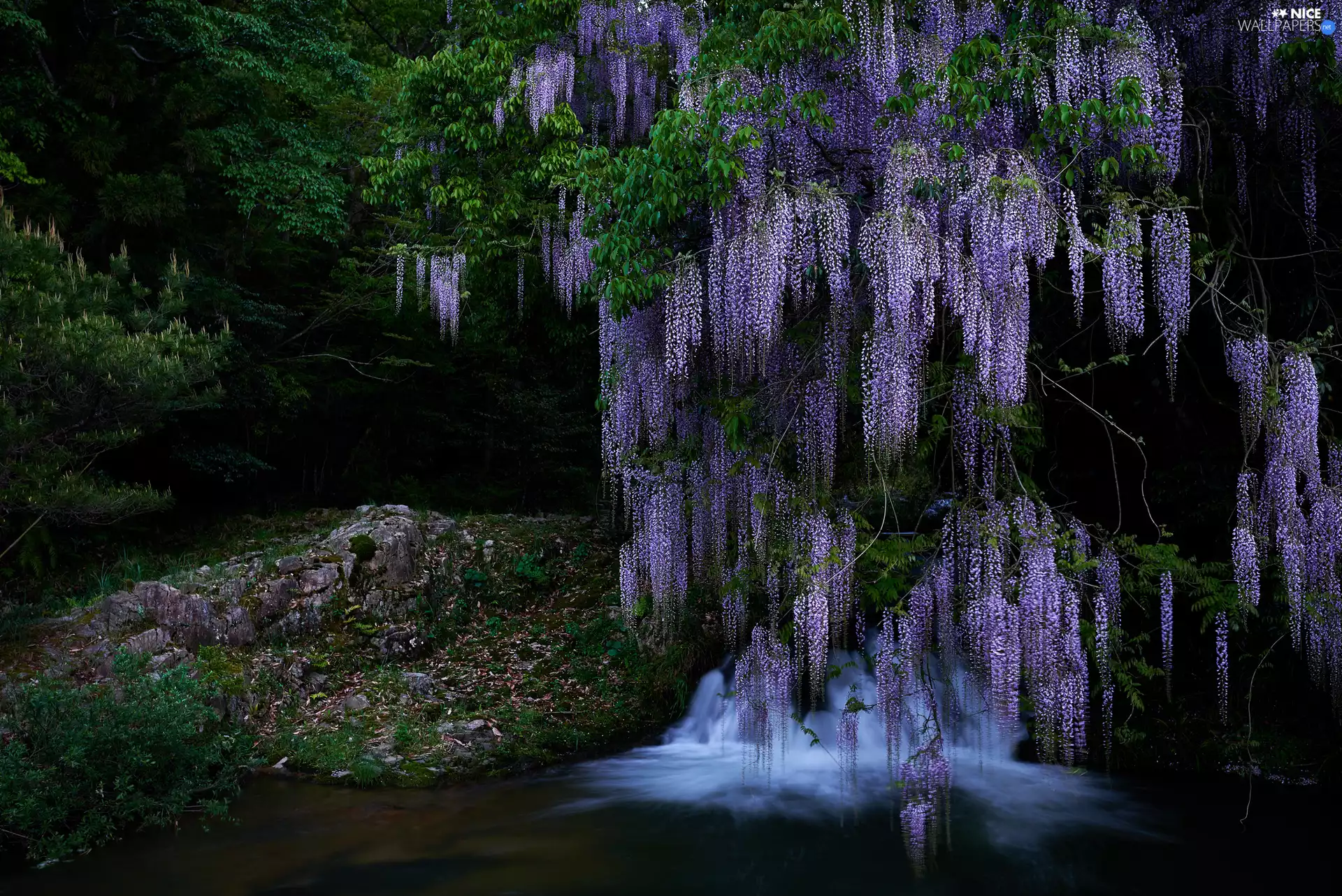 River, forest, trees, Rocks, wistaria