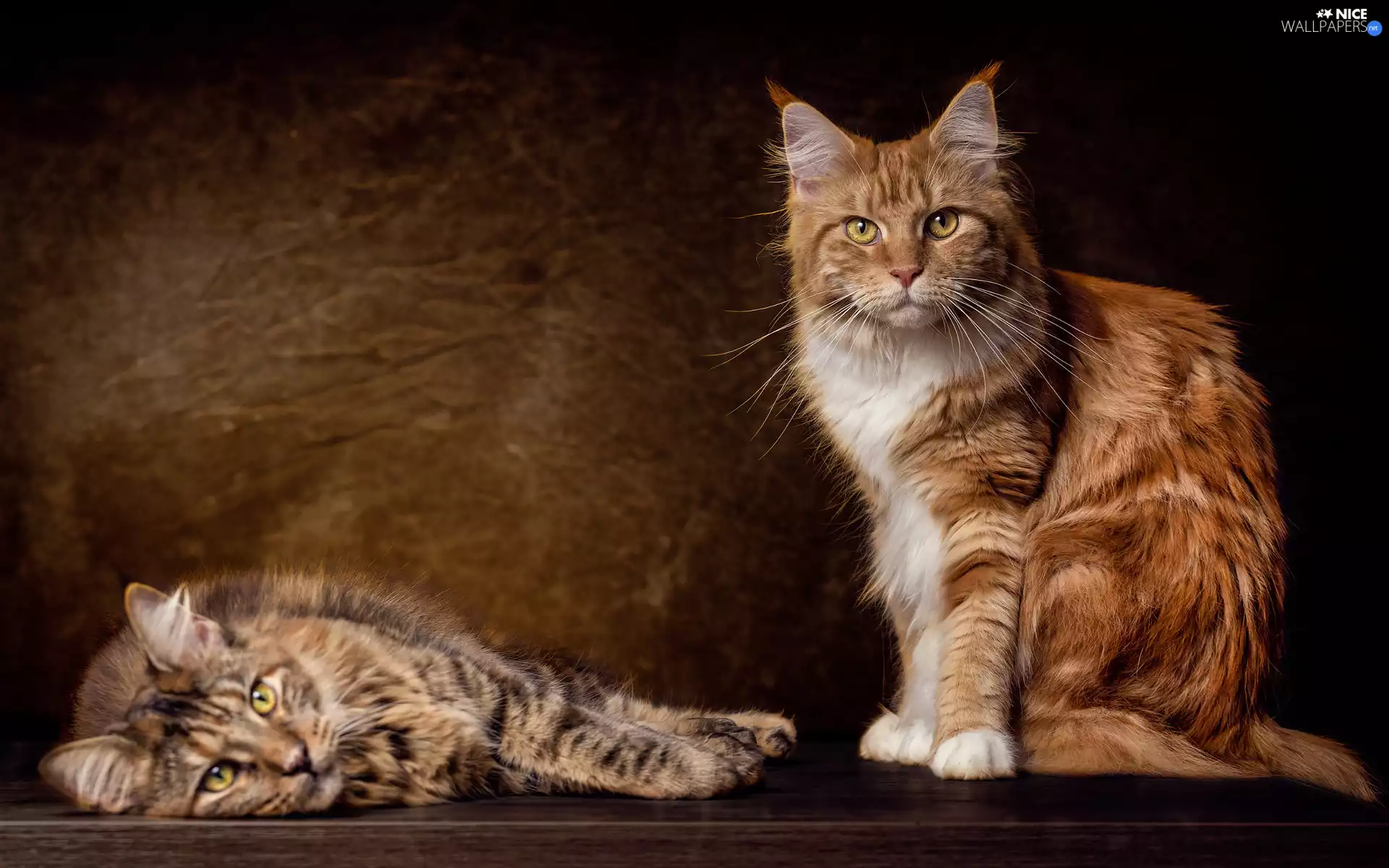 Norwegian Forest, Two cars, cats