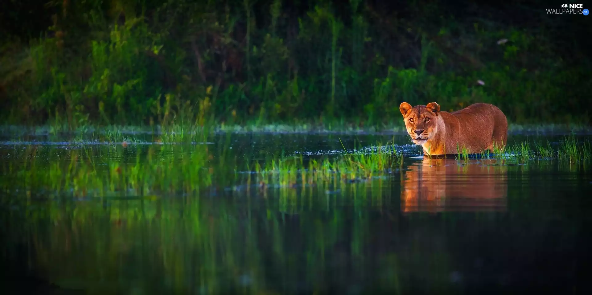 forest, Lioness, water