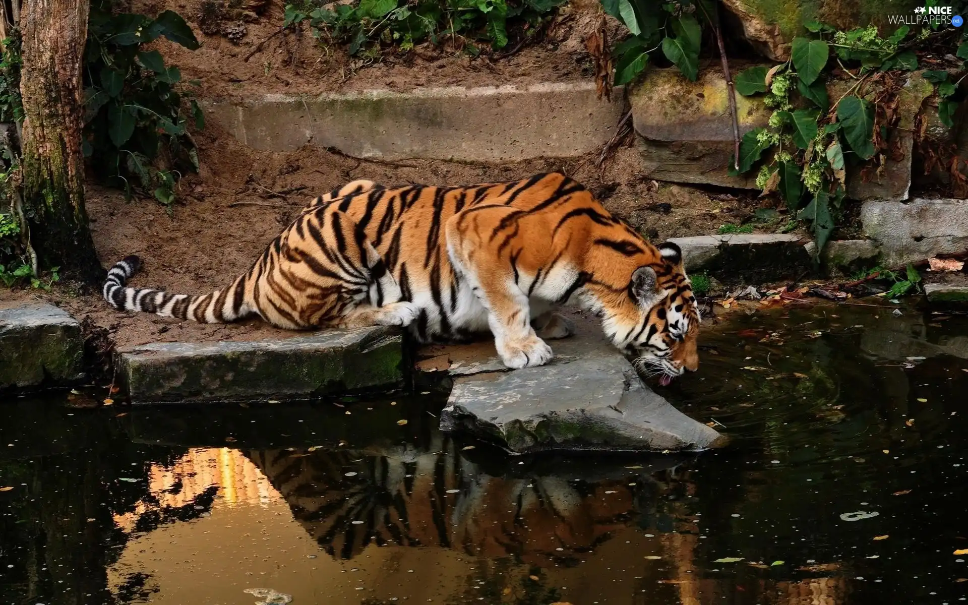 tiger, rocks, forest, watering place