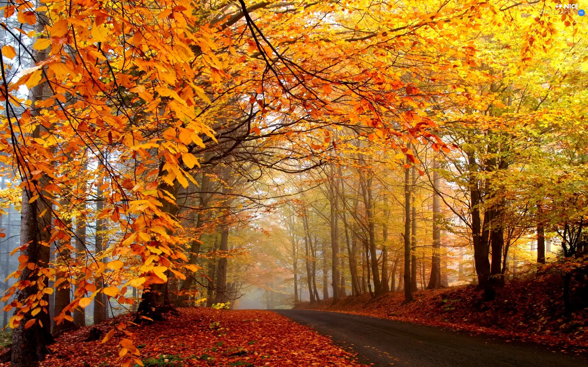 forest, autumn, Way
