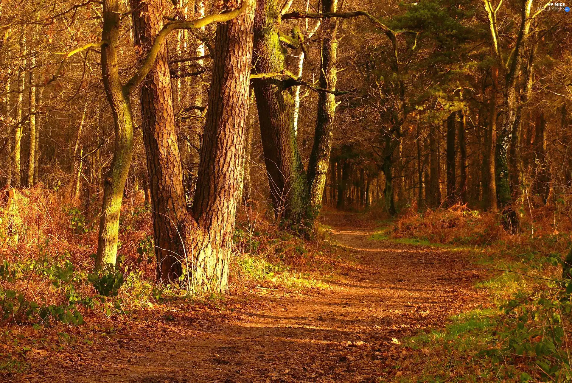 forest, Way, trees, viewes, autumn