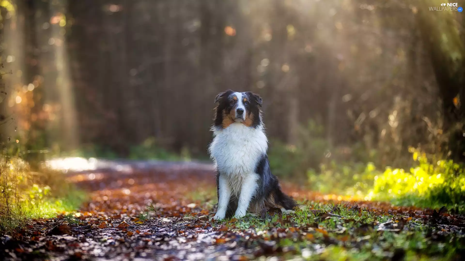 Way, Australian Shepherd, forest