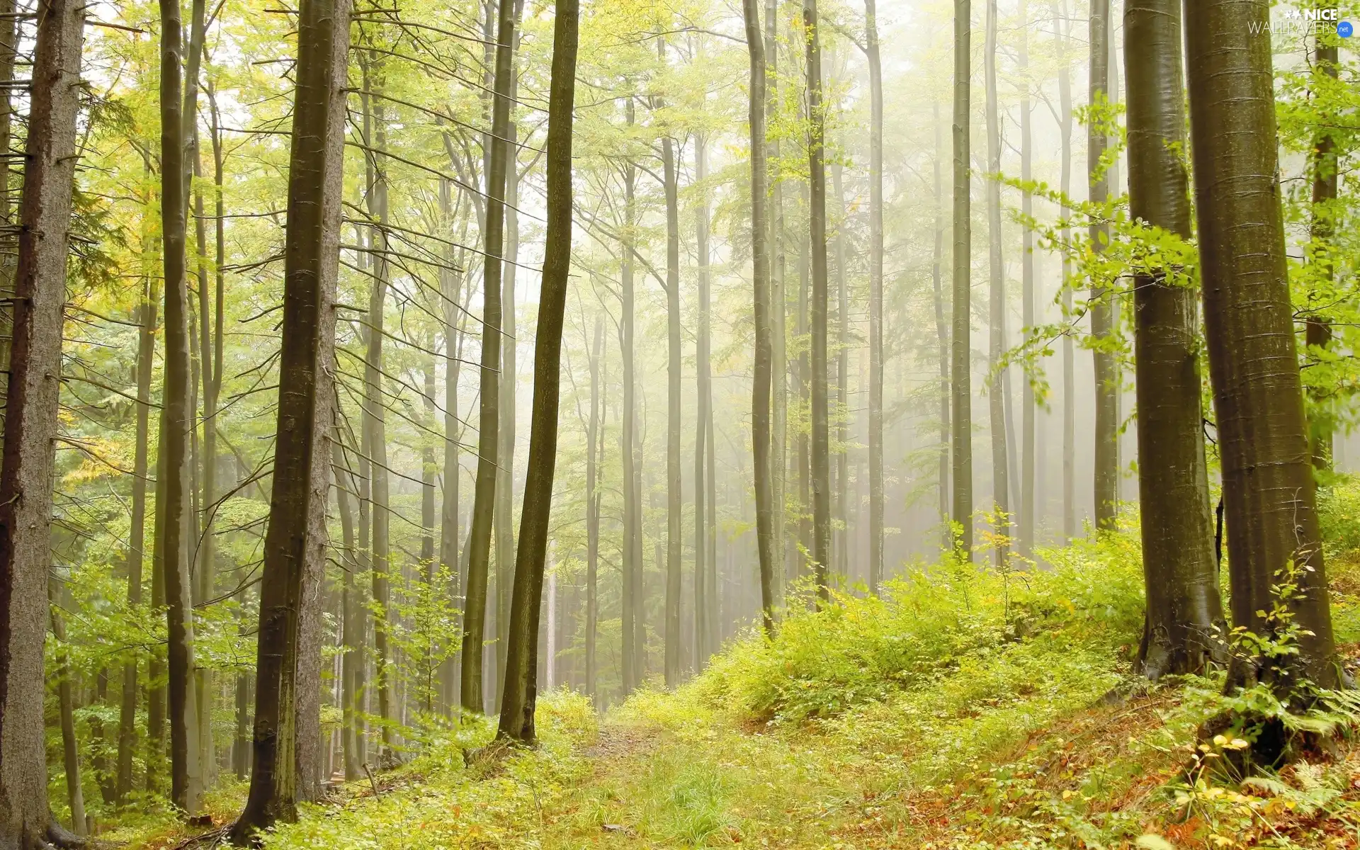 forest, Way, viewes, grass, trees