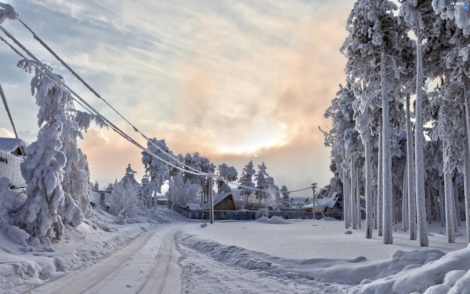 forest, winter, Way