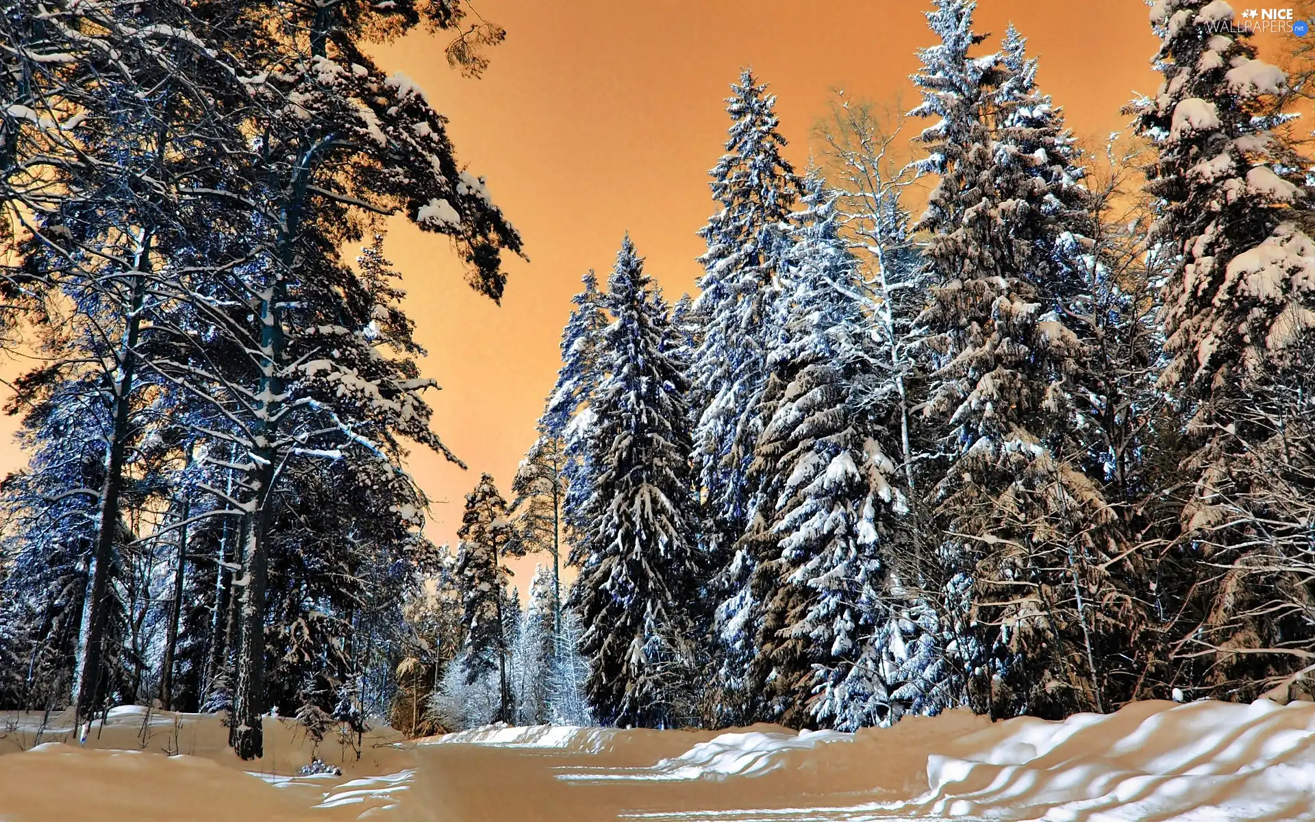 forest, winter, Way