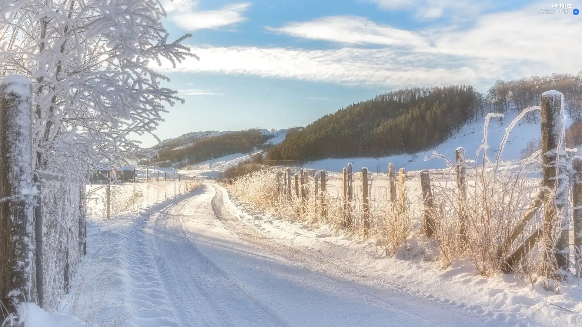 viewes, Way, White frost, trees, winter, fence, forest