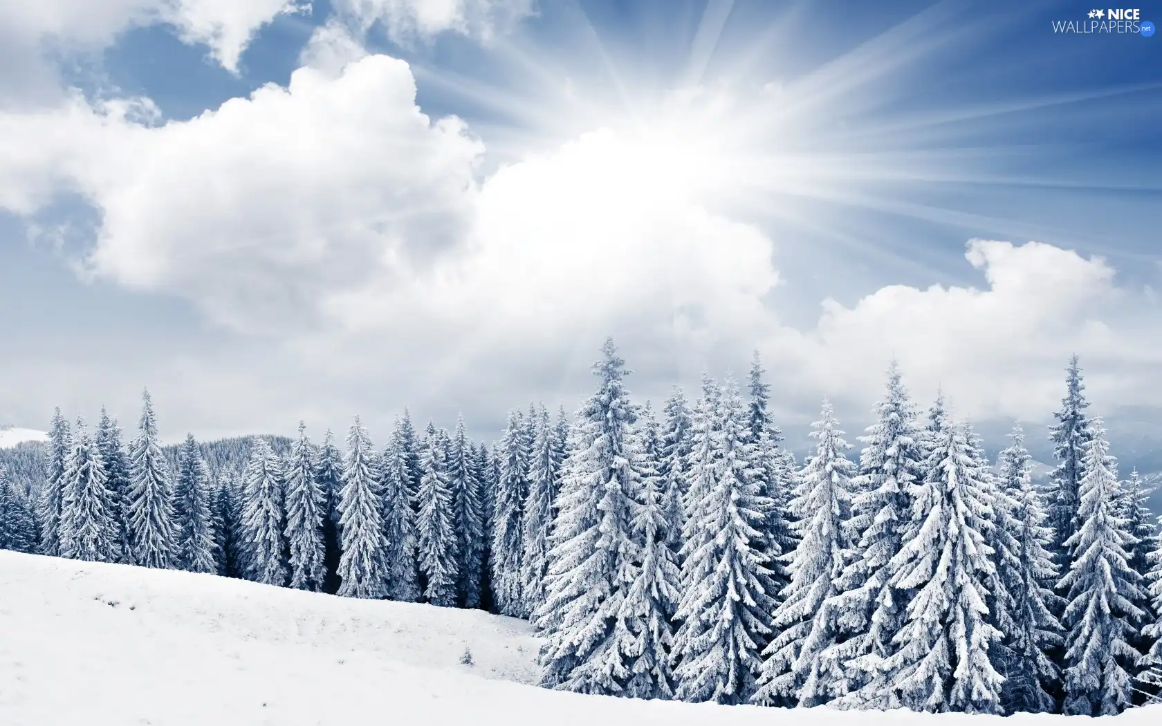 forest, winter, rays, sun, clouds