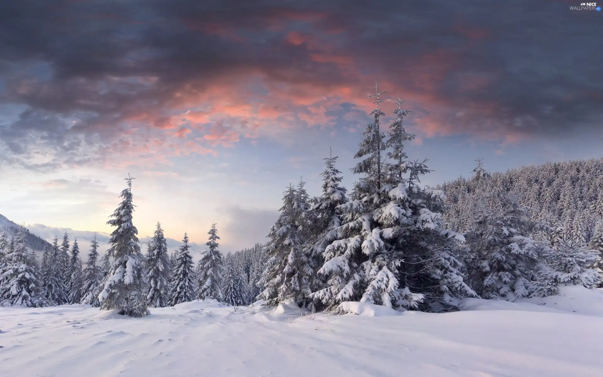 forest, winter, sun, Mountains, west