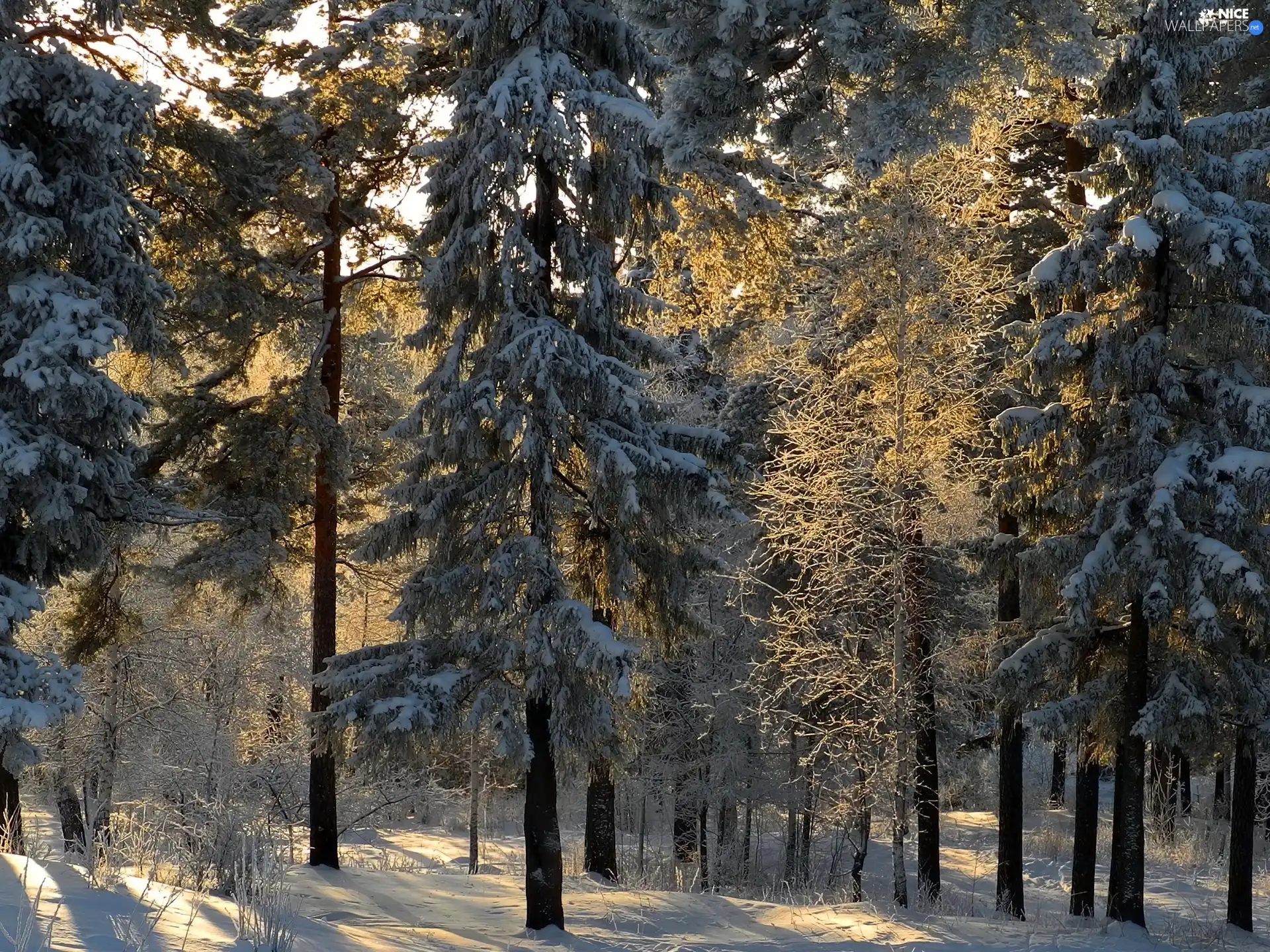 winter, forest
