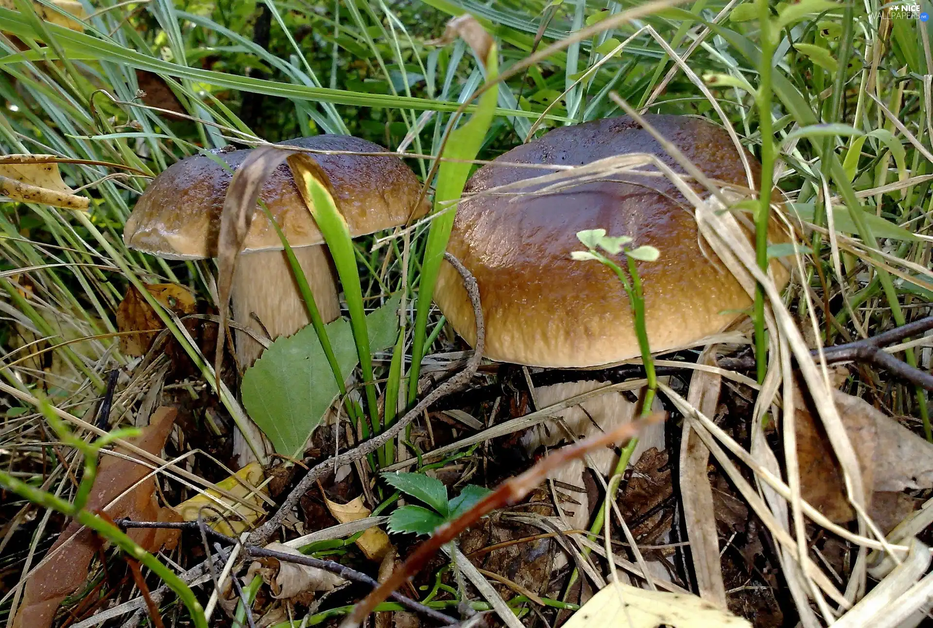 boletus, fleece, forester, grass