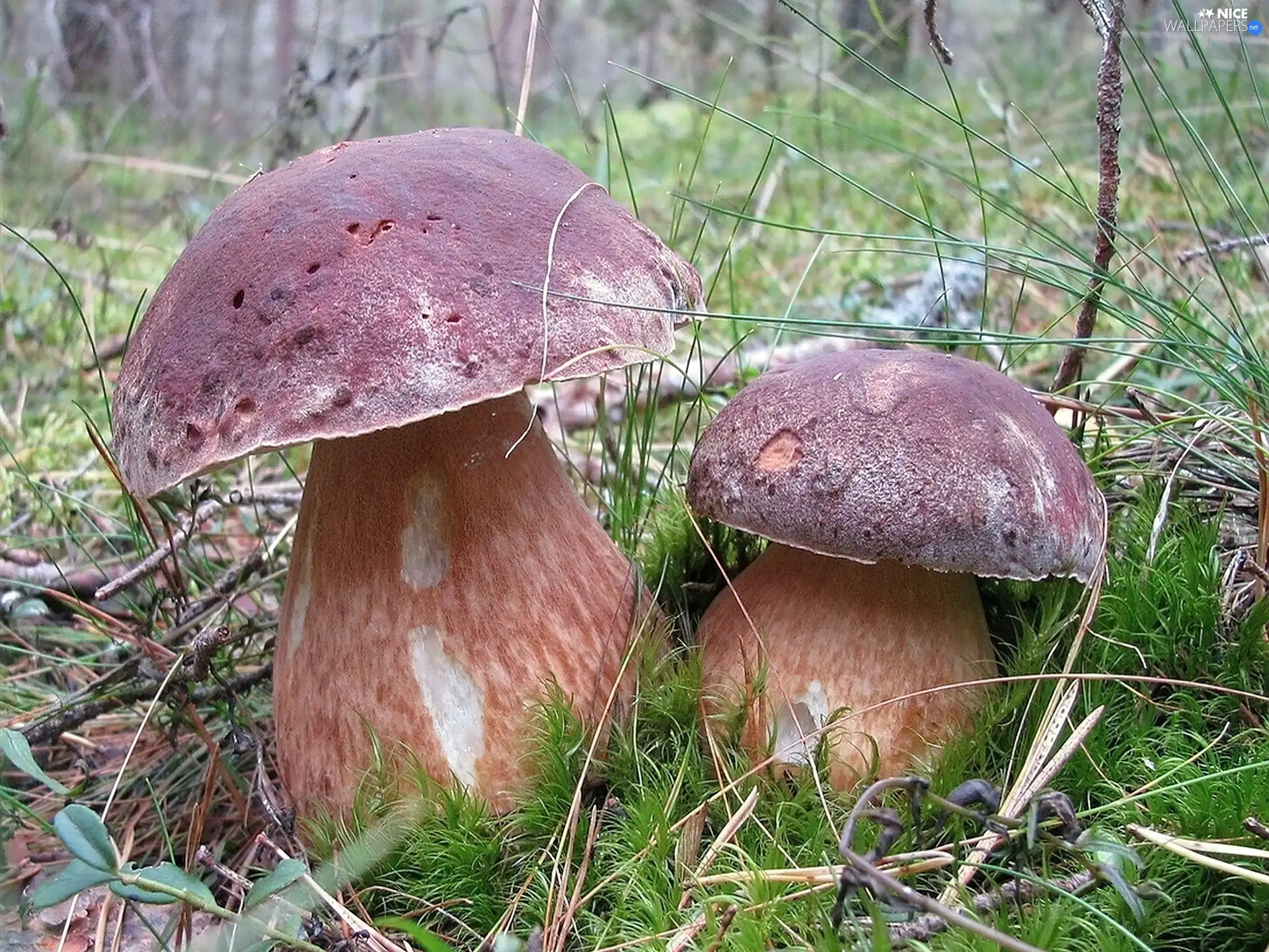 Two cars, fleece, forester, boletus