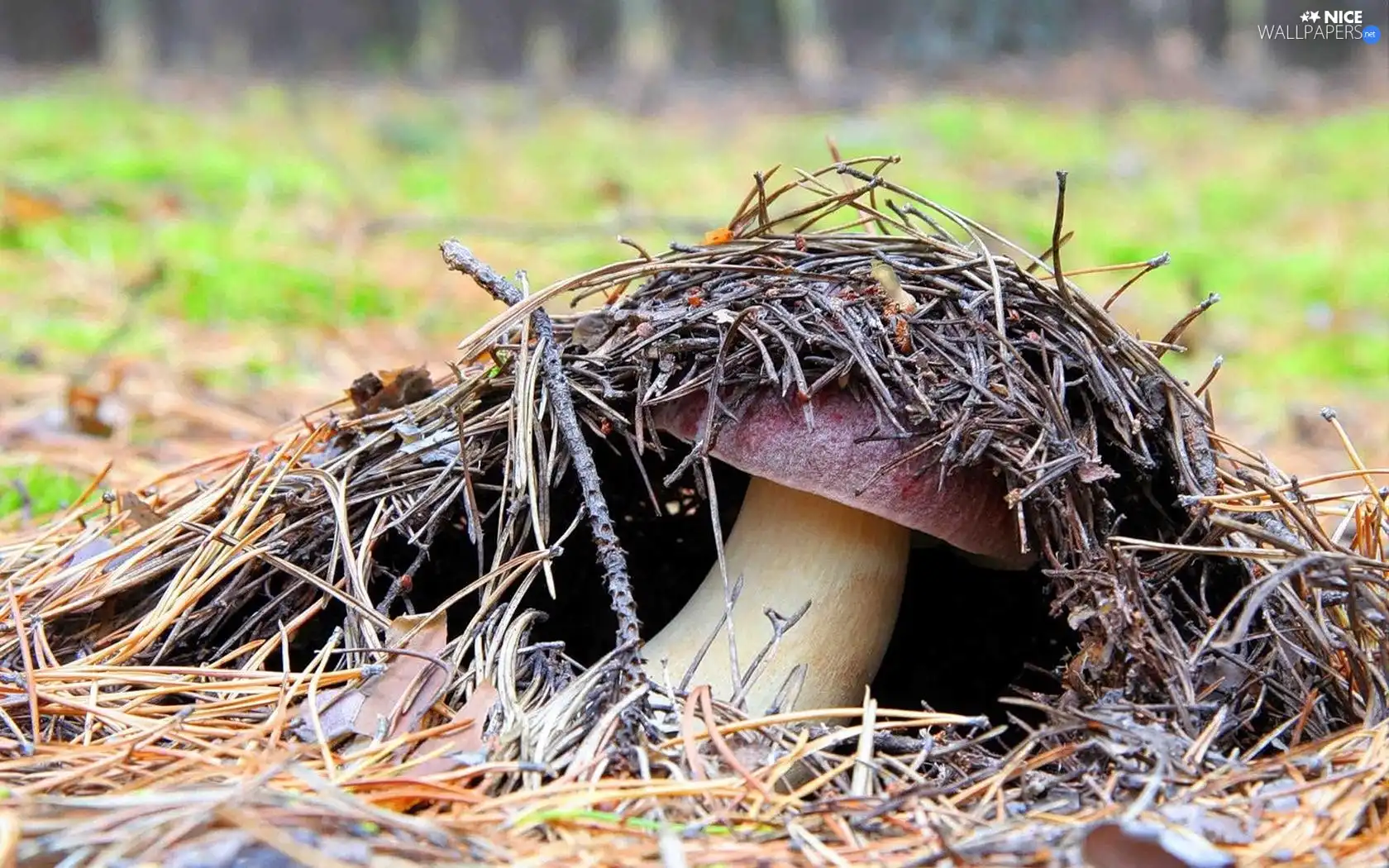 forester, Mushrooms, fleece