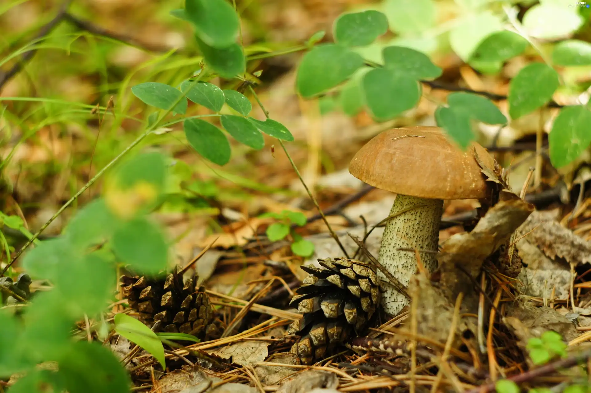 Mushrooms, sheathing, forester, Leccinum Red