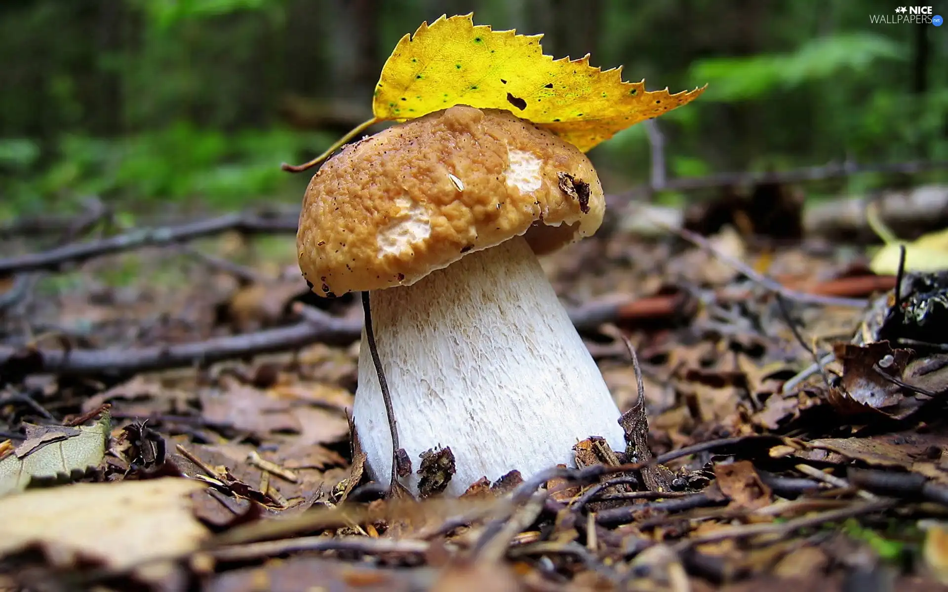 Real mushroom, fleece, forester, leaf