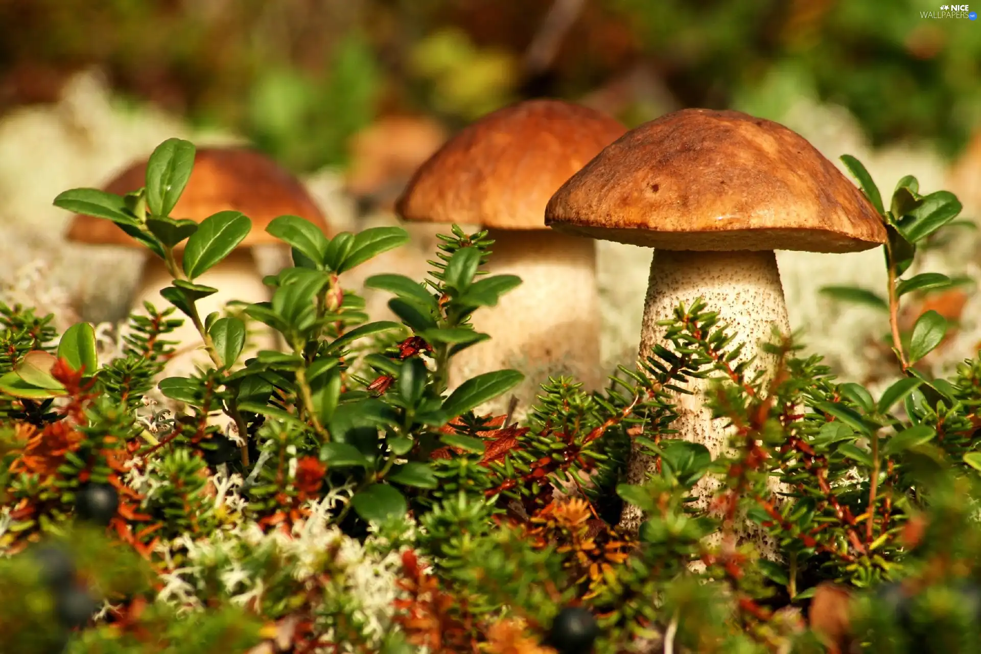 forester, mushrooms, sheathing