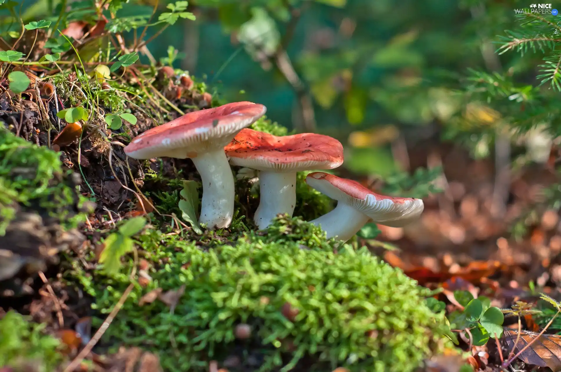 Three, fleece, forester, mushrooms
