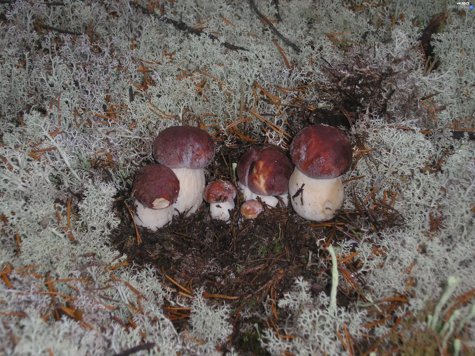 young, fleece, forester, boletus