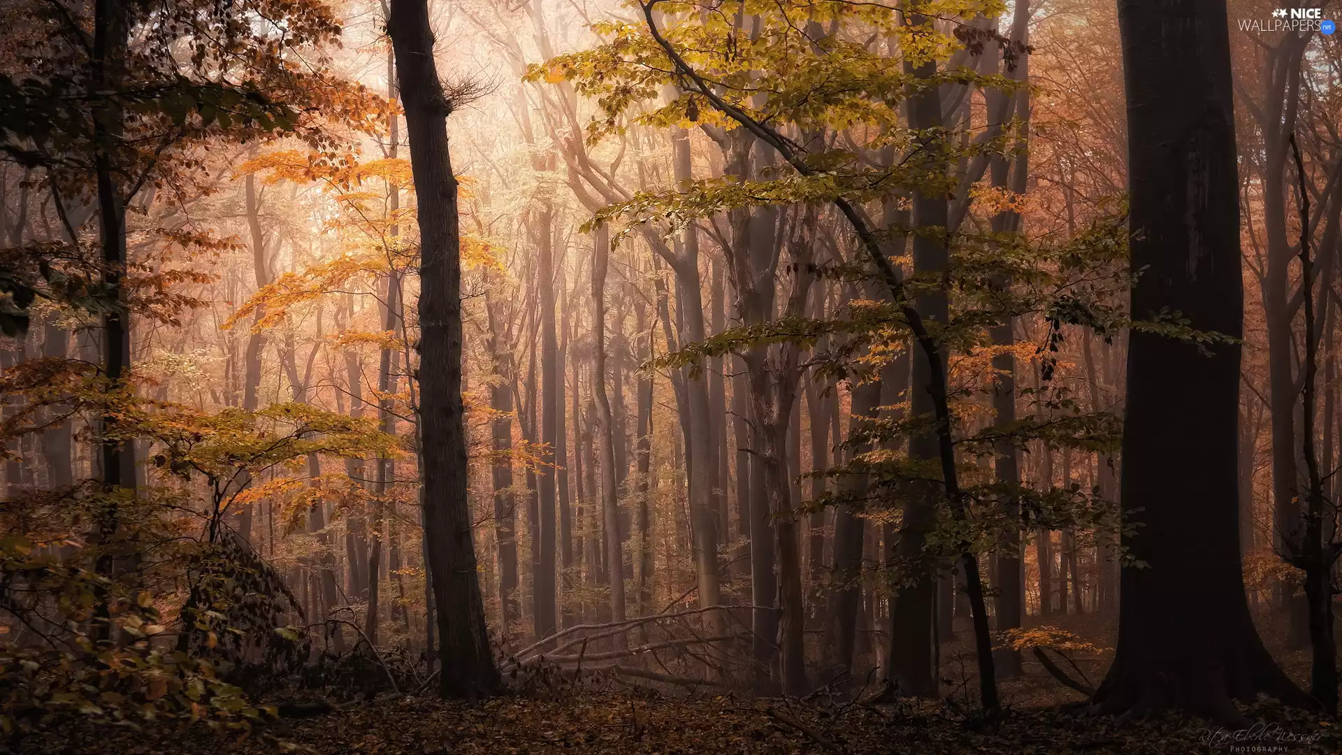 Broadleaf Forests, viewes, autumn, trees
