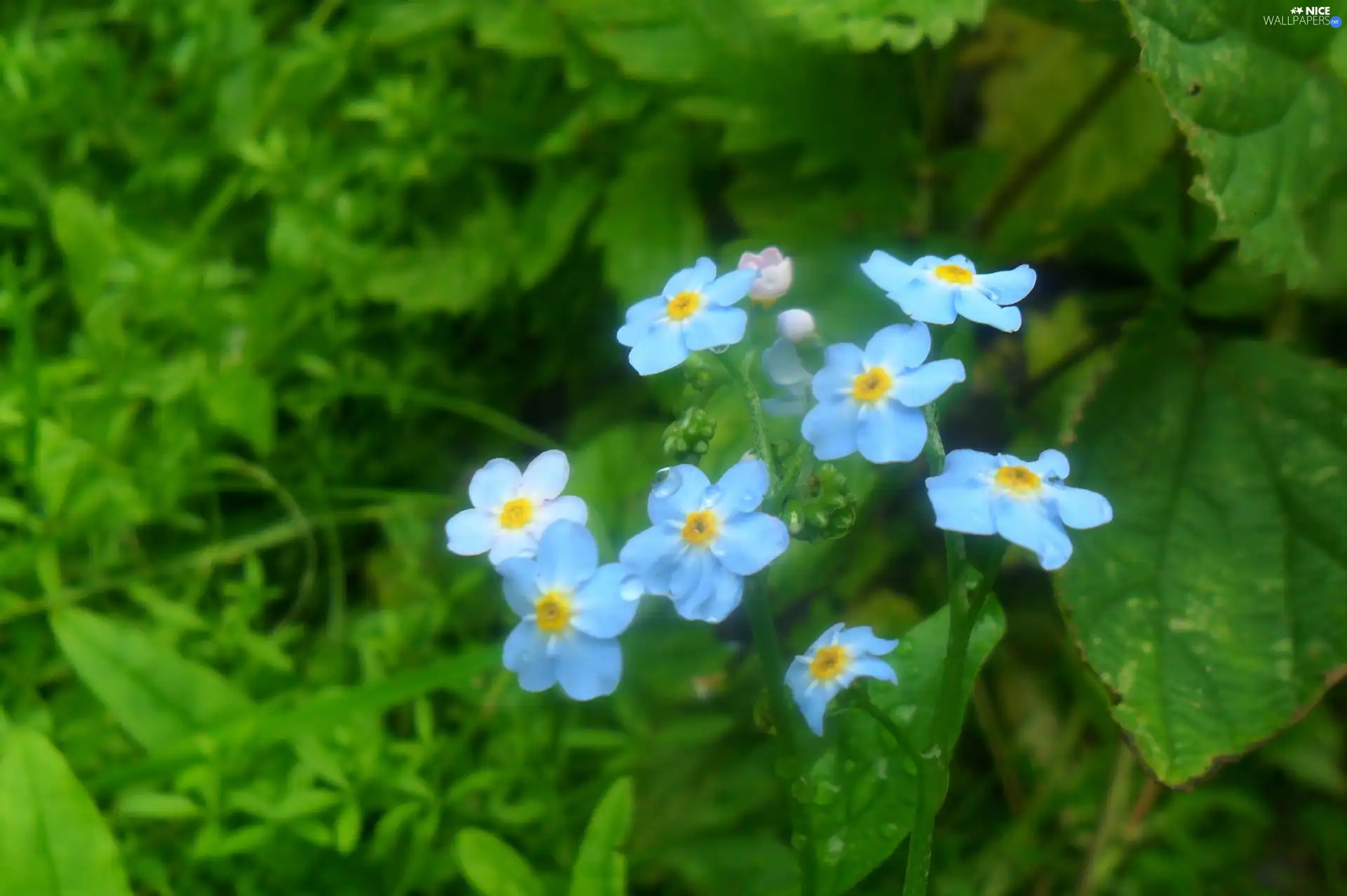 blue, Forget