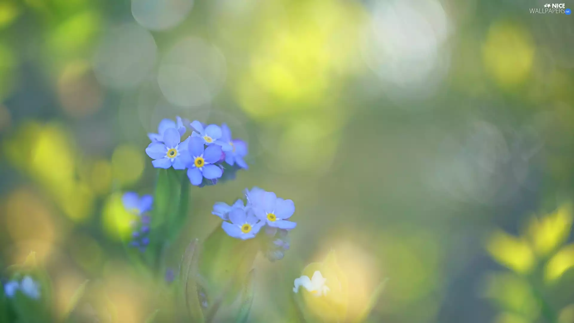 blur, Colourfull Flowers, forget-me-not