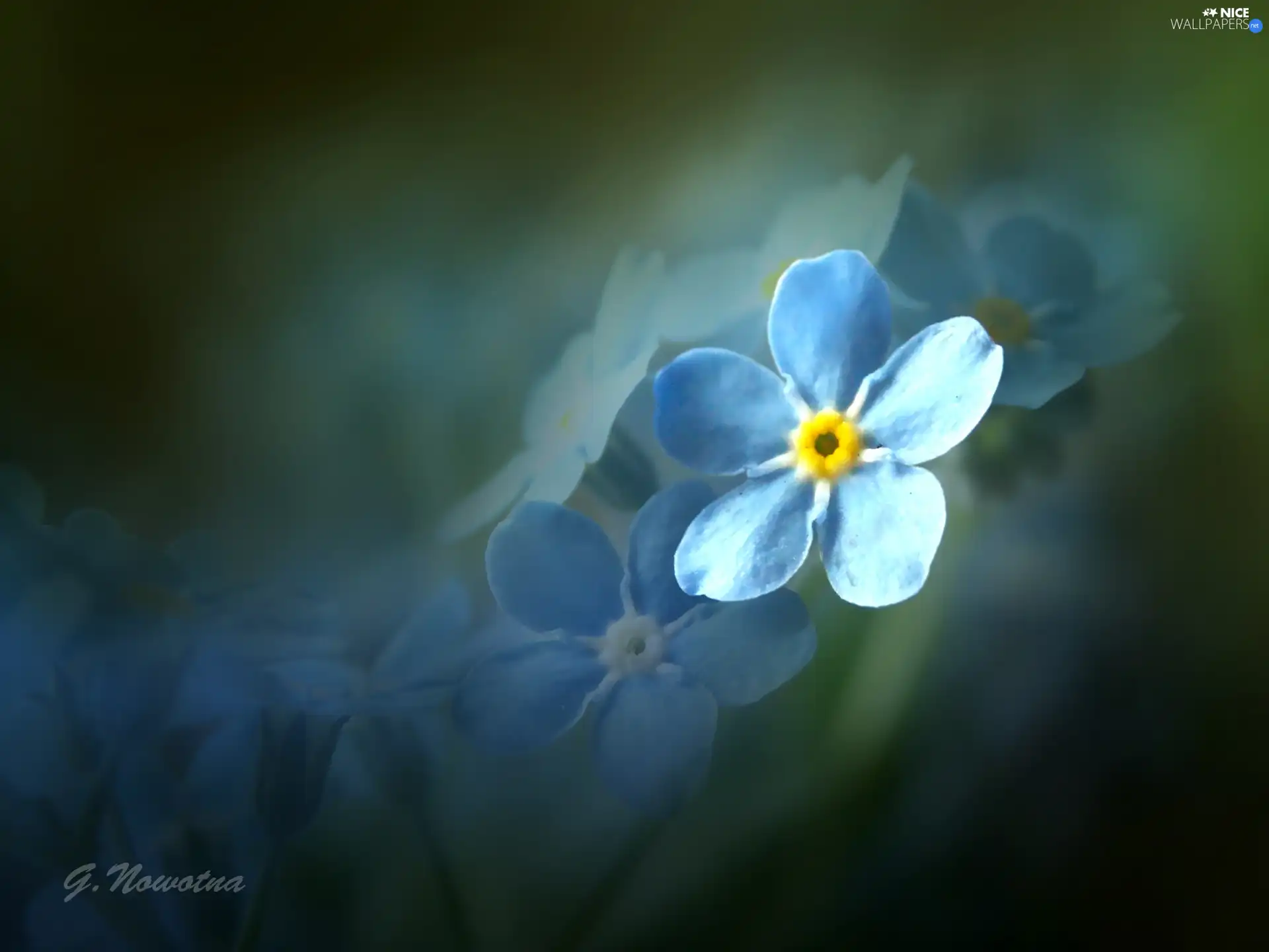 Blue, forget-me-not